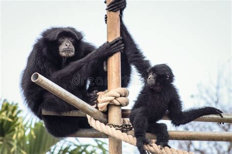 Baby Siamang Gibbon stock photo. Image of saimang, black - 130279520