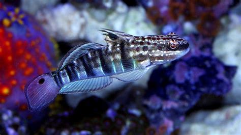 Buy Saltwater Nano Fish Online | Live Fish for Sale - Vivid Aquariums