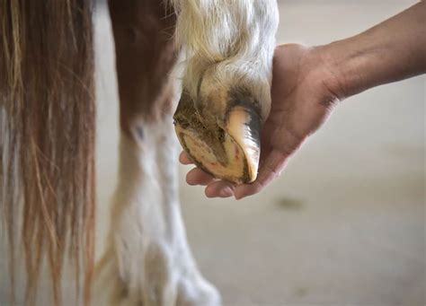 7 Common Horse Diseases and How to Treat Them