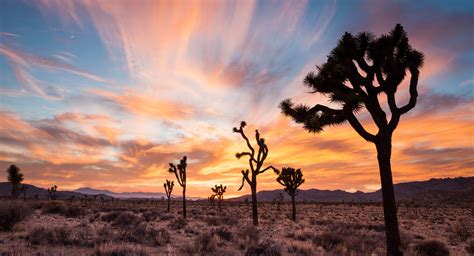 Palm Springs, Coachella Valley, California | Inspirato Luxury ... Palm ...