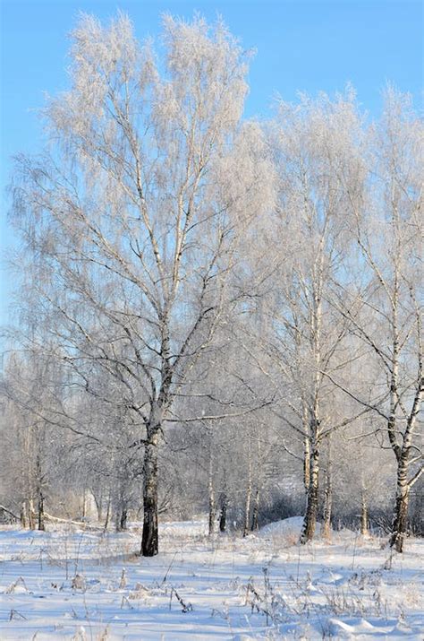 Photo of Birch Trees on a Sunny Winter Day · Free Stock Photo