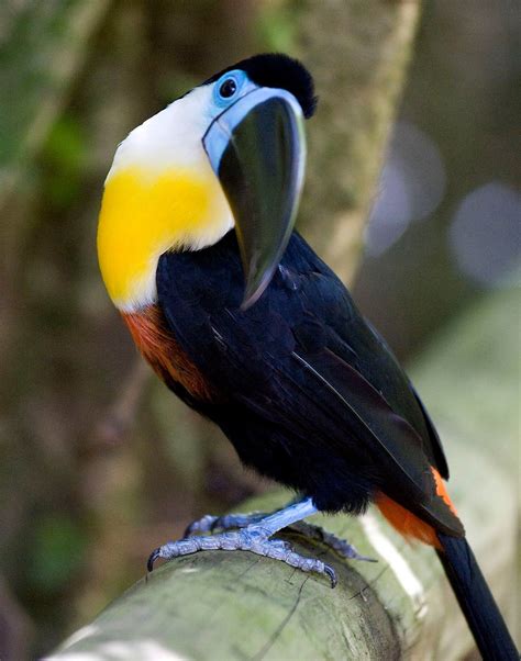 Channel Billed Toucan | Tropical birds, Pet birds, Pretty birds