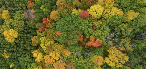 Forest Canopy Panorama Photograph by Steve Gadomski - Fine Art America