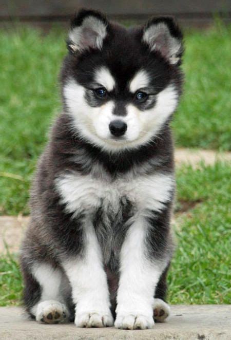 Moko the Alaskan Klee Kai-GORGEOUS!!!! | Daily Puppy and Bark Post Favorites | Pinterest ...