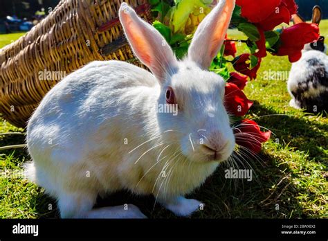 A rabbit in the green vast lands of Khajjiar Hill station situated in ...