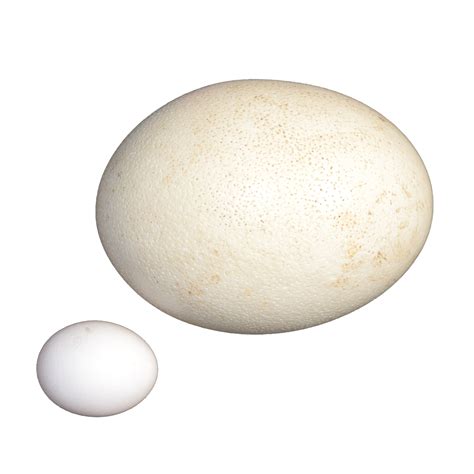 Chicken And Ostrich Eggs Free Stock Photo - Public Domain Pictures