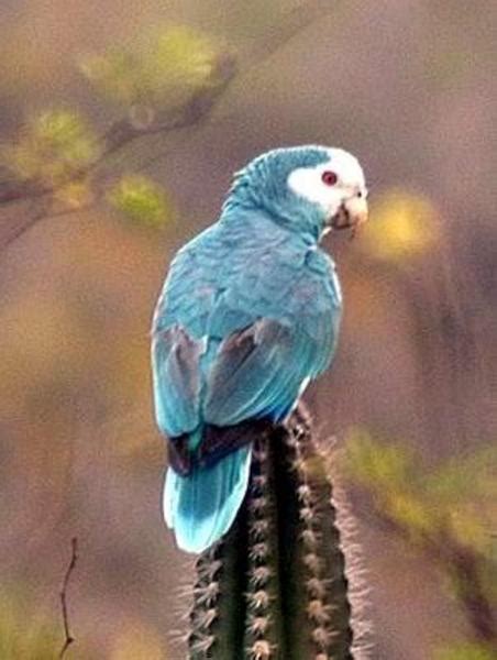 The Blue Parrot Returns! - City Parrots