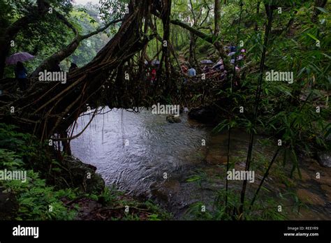 Root bridge meghalaya hi-res stock photography and images - Alamy