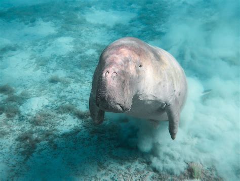 Dugong Facts - Animals of the Ocean - WorldAtlas