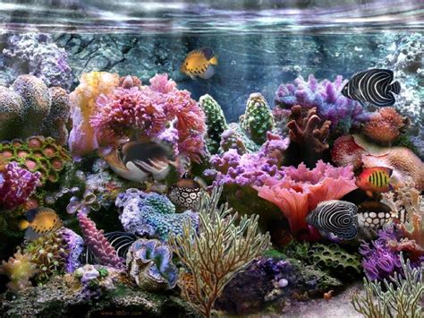 Coral Reef Wallpaper Widescreen, wallpaper, Coral Reef Wallpaper ...