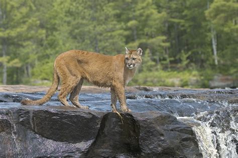 Cougar (Mountain Lion) Habitat - Animal Sake