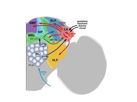 Olfactory processing in the lateral horn of Drosophila - Max Planck Neuroscience