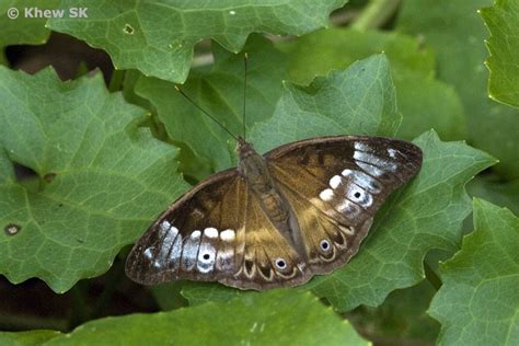 Butterflies of Singapore: Butterfly of the Month - February 2011