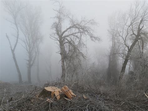 Two Huge Wins for Hungarian Forests and Nature Conservation | WWF