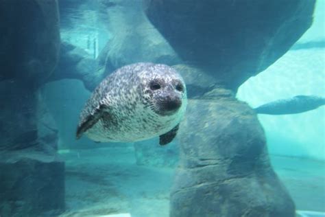 What Are the Different Types of Seals and How Can You Tell the ...