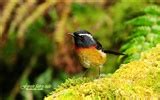 Lovely spring bird wallpaper #13 - 1440x900 Wallpaper Download - Lovely spring bird wallpaper ...