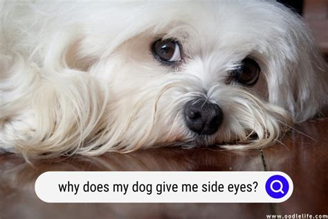 Dog Side Eye Explained (Why Does My Dog Give Me Side Eyes?) - Oodle Life