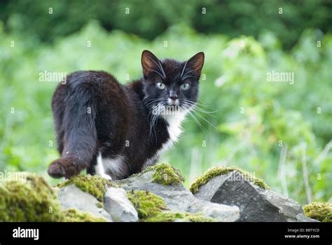 Feral cat in wild Stock Photo - Alamy