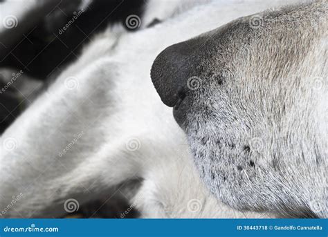 Dog nose close up stock photo. Image of breathing, searching - 30443718