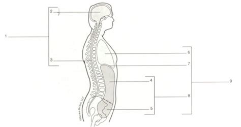 Anatomy Quiz 1: Body Cavities Diagram | Quizlet