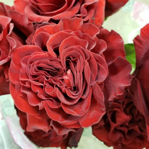 Rose – Care and Handling | Dreisbach Wholesale Florists