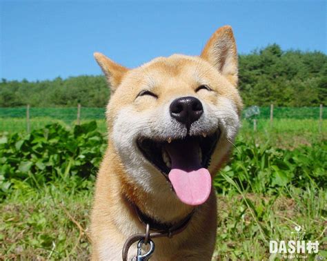 Friday Canine: Happier puppy | Preliator pro Causa