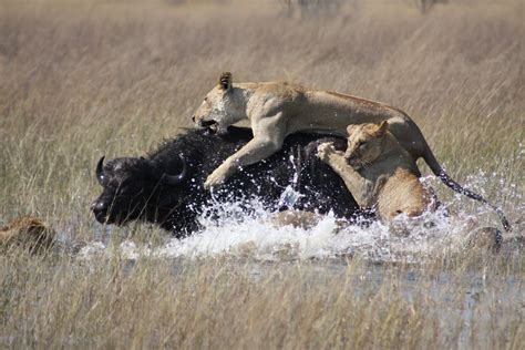 Picha:Lions hunting Africa.jpg - Wikipedia, kamusi elezo huru