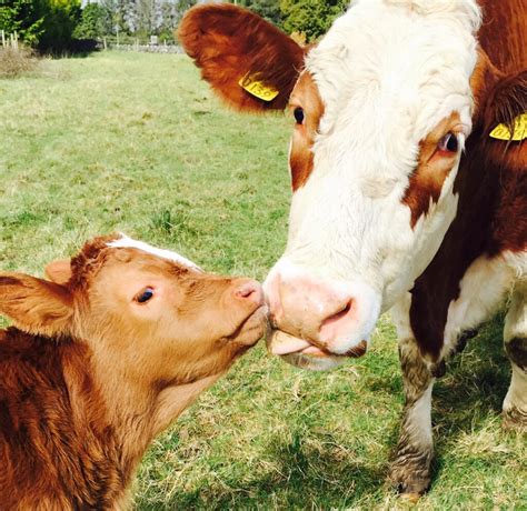 A pre-calver to protect the calf as well as the cow - Agriland.ie