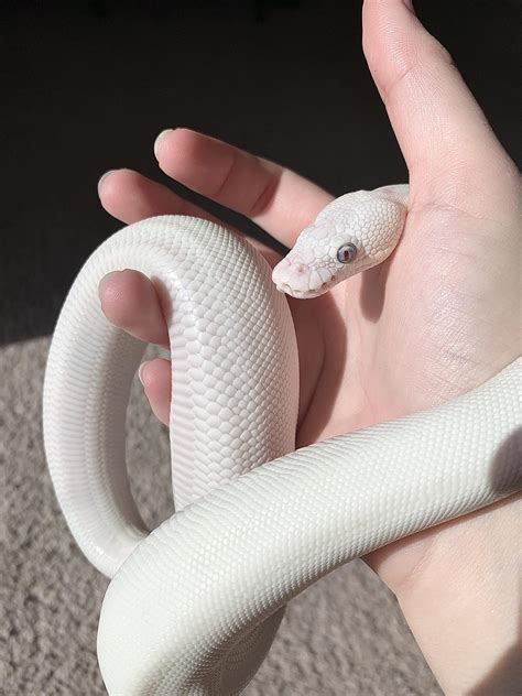 My beautiful blue eyed leucistic ball python Eden : r/snakes