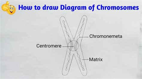 Labeled Chromosome