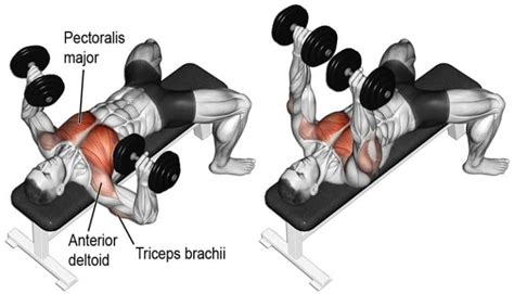 How To Do The Dumbbell Bench Press: Benefits, Performance, and Variations – Fitness Volt