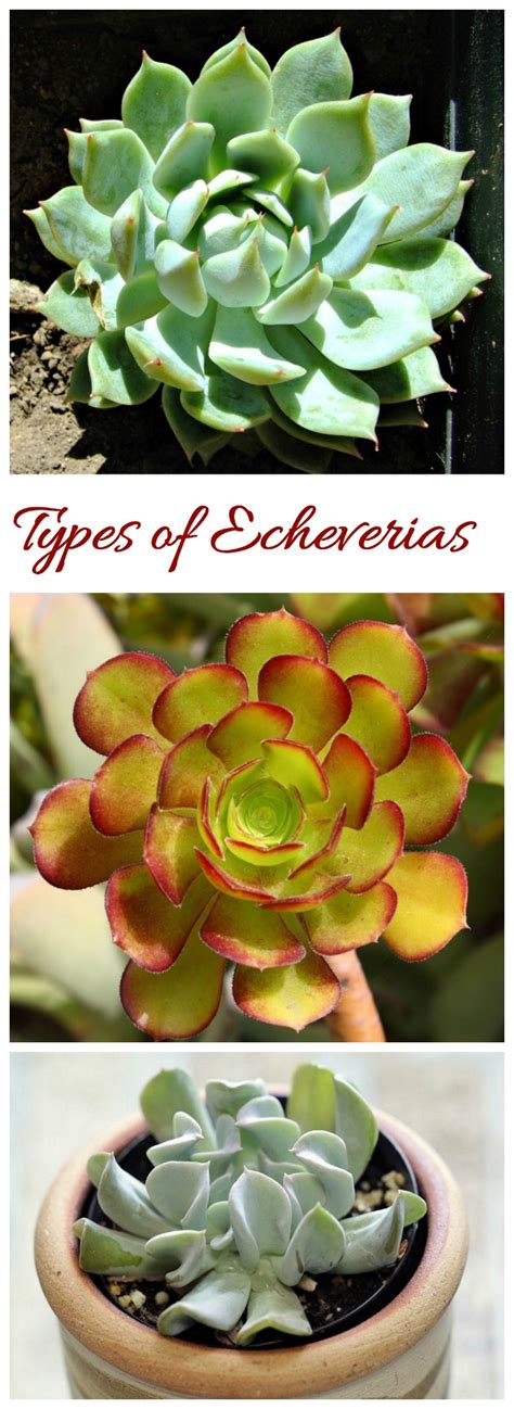 Caring for Echeveria - Rosette Forming Succulents (Drought Tolerant)