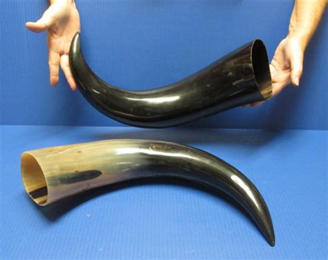 20 to 23-7/8 inches Wholesale Polished Water Buffalo Horns with a Wide Base