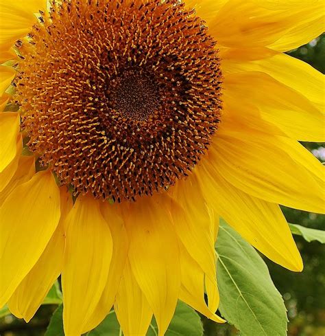 Sunflower Up Close Photograph by Bruce Bley