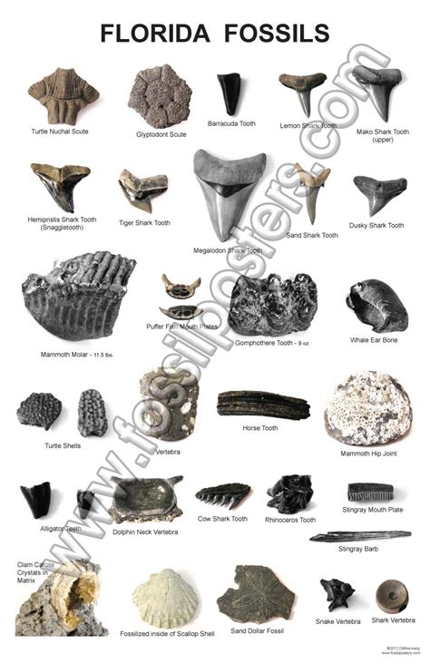 Fossils: Florida Fossils