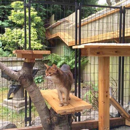 Awesome Large DIY backyard Cat Enclosure - Cuckoo4Design