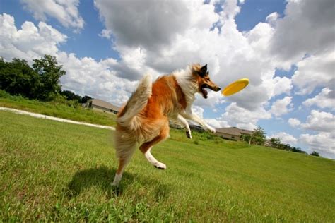 How to Teach a Dog to Catch a Frisbee - Best Tricks