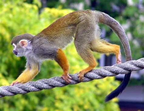 Squirrel Monkey - Stock Image