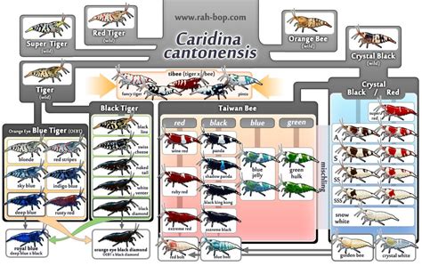 Neocaridina Breeding Tips - Breeding Mania