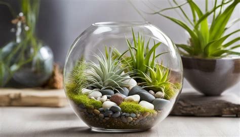 Discover the Beauty of Air Plant Terrariums Today