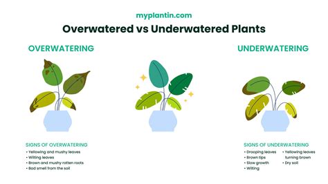 Overwatered Vs Underwatered Plants: Signs, Fix Tips (Full Guide)