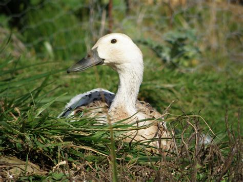 Silver Appleyard Duck (female) | Anka