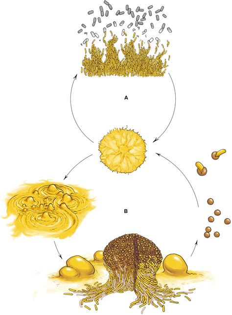 Frontiers | Myxobacteria: Moving, Killing, Feeding, and Surviving Together