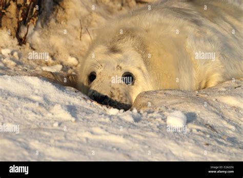 gray seal pup Stock Photo - Alamy