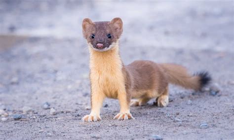 Ermine vs Weasel: 4 Ways They Are Different - A-Z Animals