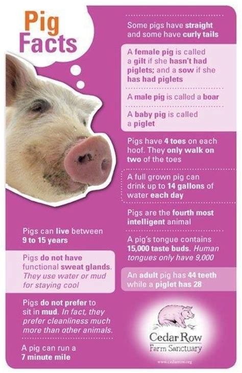 Pigs as Pets Pros and Cons | HRFnd