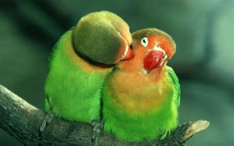 Share Your Best Photos Of Loving Bird Couples | Bored Panda