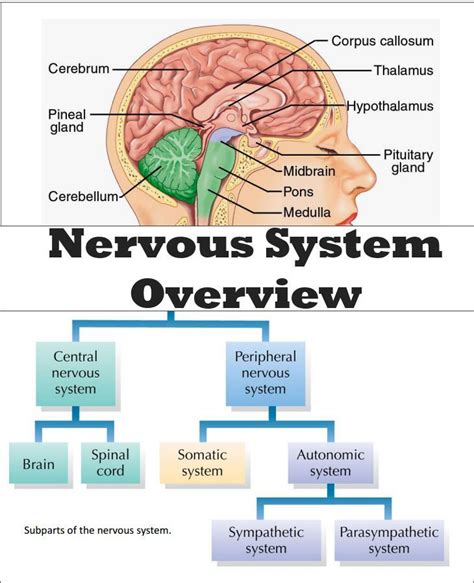 Nervous System Brain Model