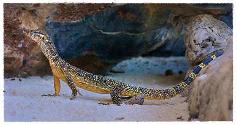 Gambar Biawak | Dunia Binatang