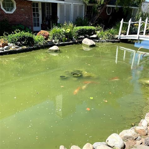 Koi Pond Cleaning - Gold N Koi